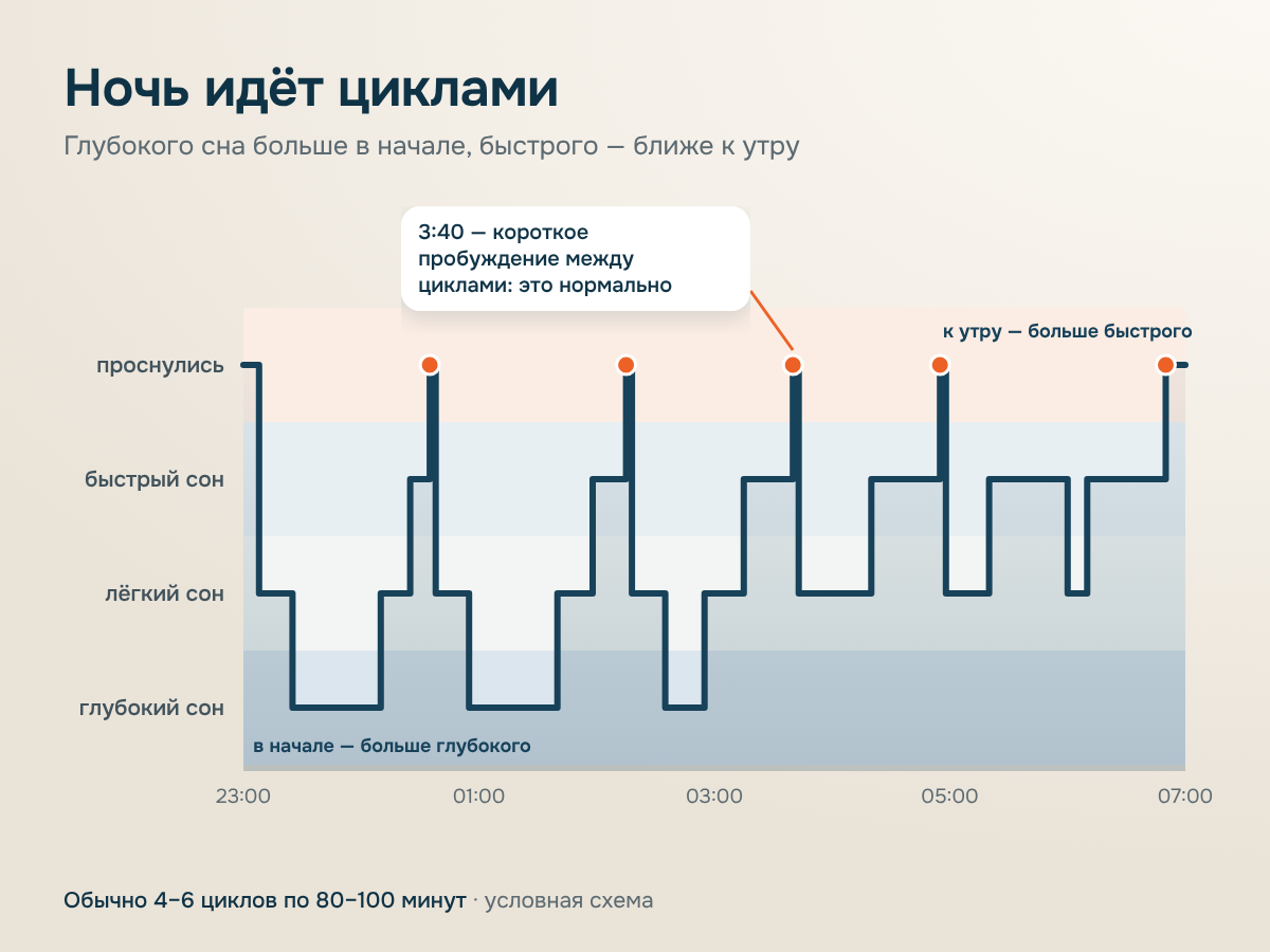 Гипнограмма с 23:00 до 07:00: в начале ночи больше глубокого сна, к утру больше быстрого; отмечено короткое пробуждение в 3:40.